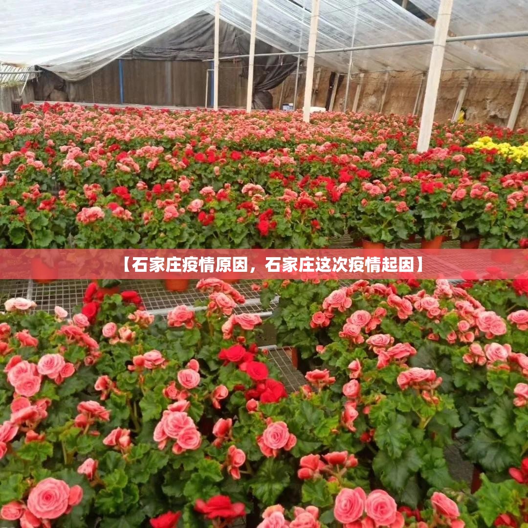 【石家庄疫情原因，石家庄这次疫情起因】
