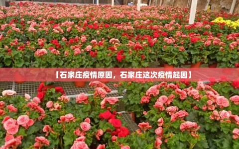 【石家庄疫情原因，石家庄这次疫情起因】